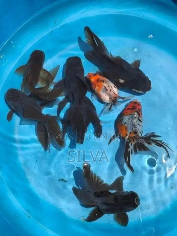 Black Oranda (Goldfish)
