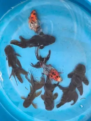 Black Oranda (Goldfish)