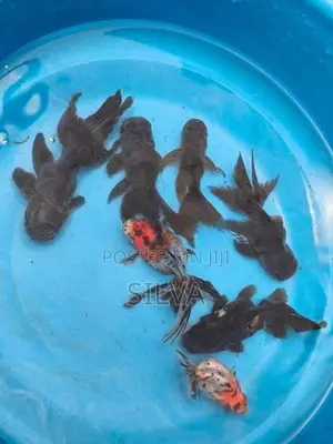 Black Oranda (Goldfish)
