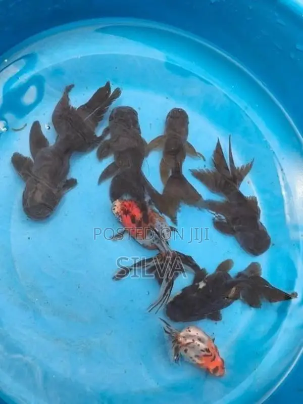 Black Oranda (Goldfish)