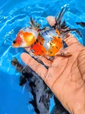 Black Oranda (Goldfish)