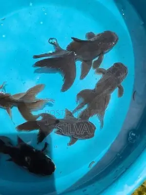 Black Oranda (Goldfish)