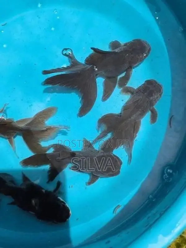 Black Oranda (Goldfish)