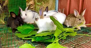 Farm Rabbits