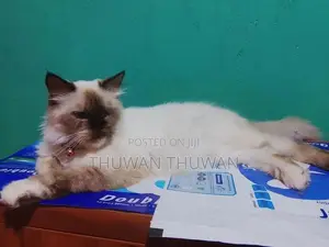 Persian Cat