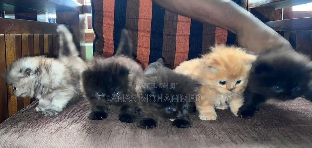 Persian Kittens