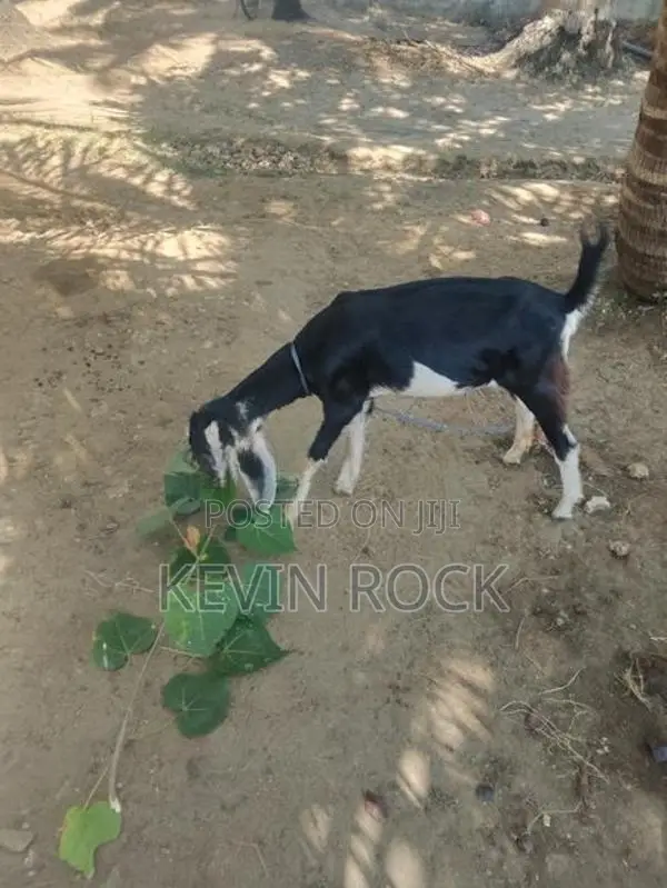 Mary Kutty Goat
