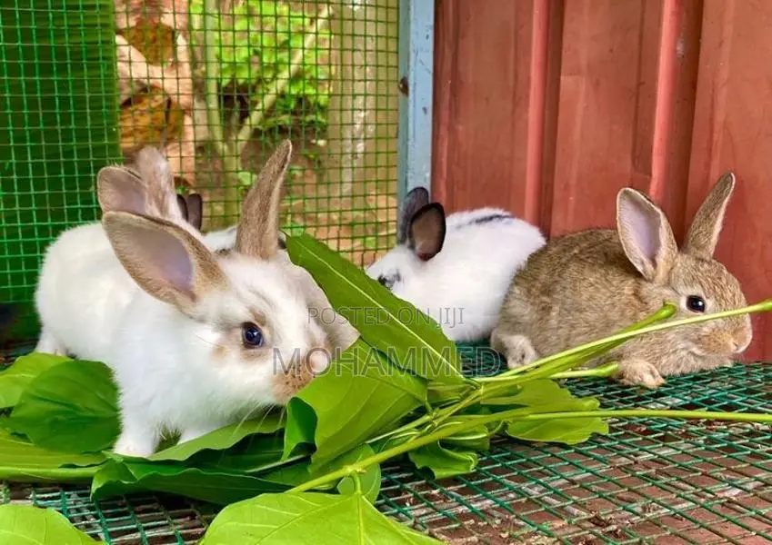 Farm Rabbits