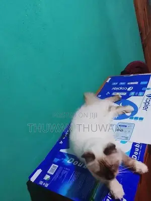 Persian Cat