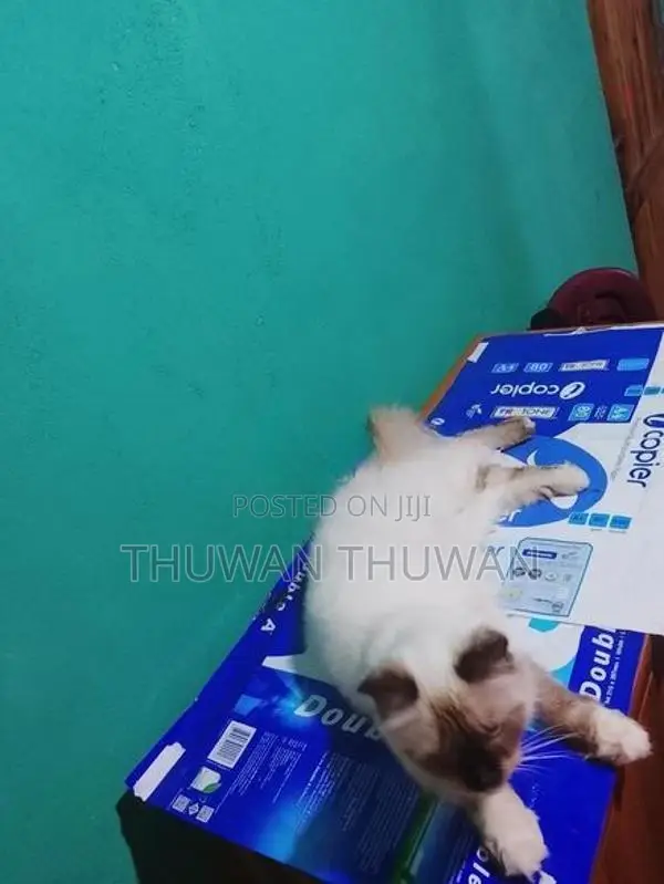 Persian Cat