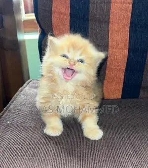 Persian Kittens