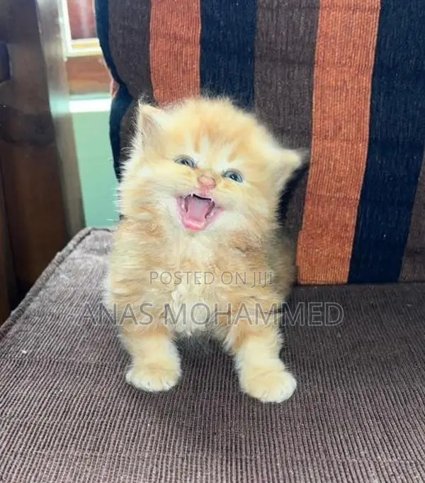 Persian Kittens