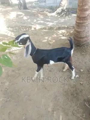 Mary Kutty Goat
