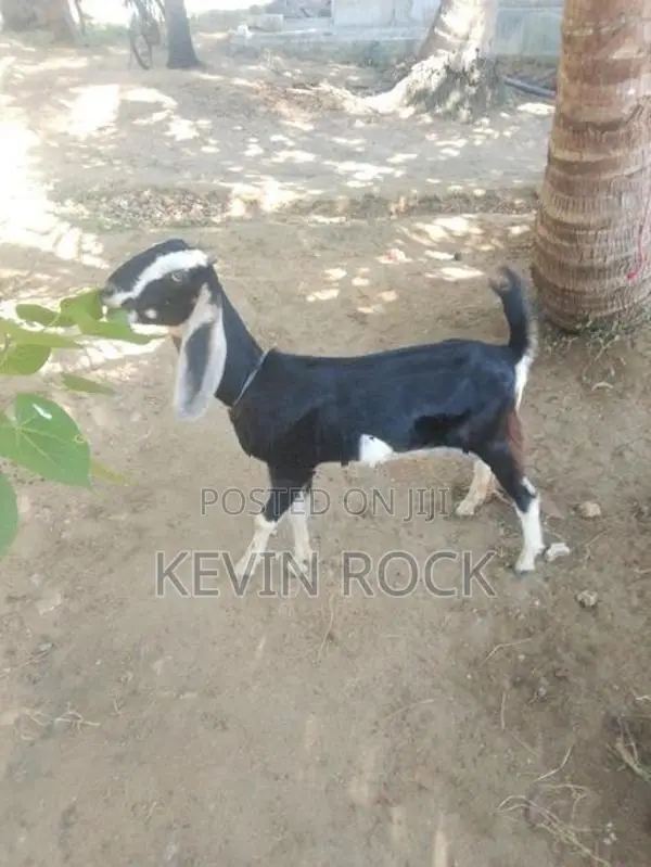 Mary Kutty Goat