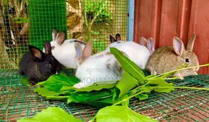 Farm Rabbits