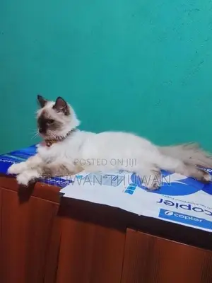 Persian Cat
