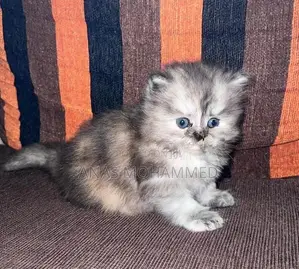 Persian Kittens