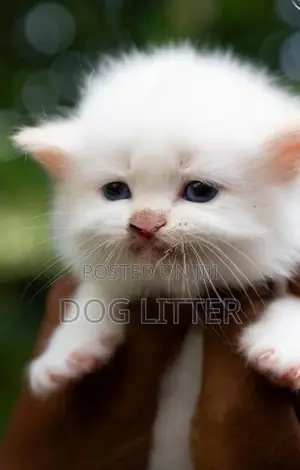 pasian cat