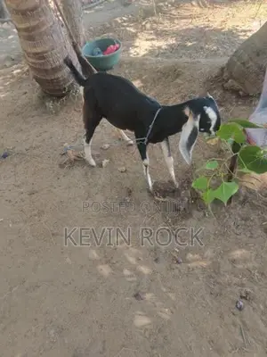 Mary Kutty Goat