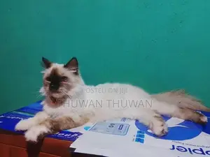 Persian Cat