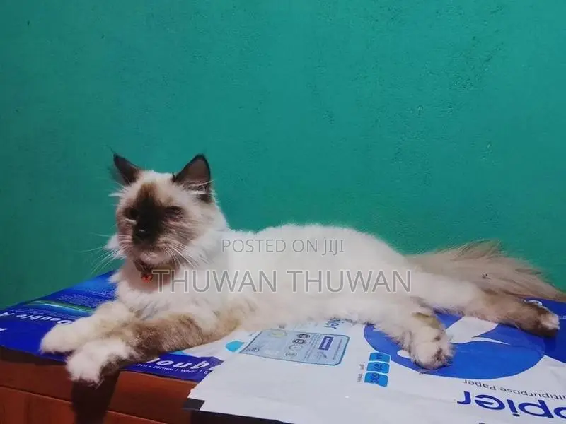 Persian Cat