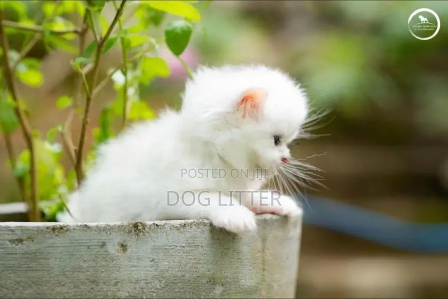 pasian cat