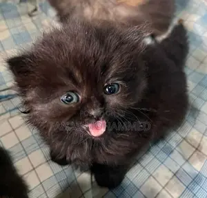 Persian Kittens