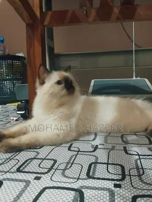 persian