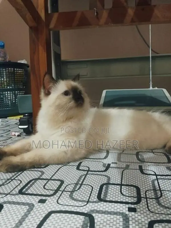 persian
