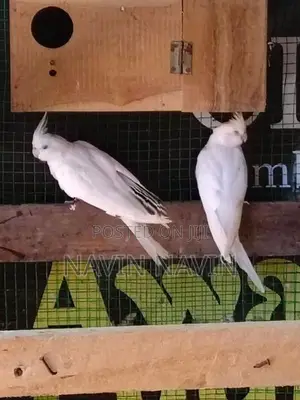 cockatiel bird