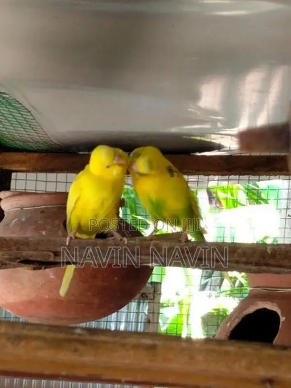 love bird