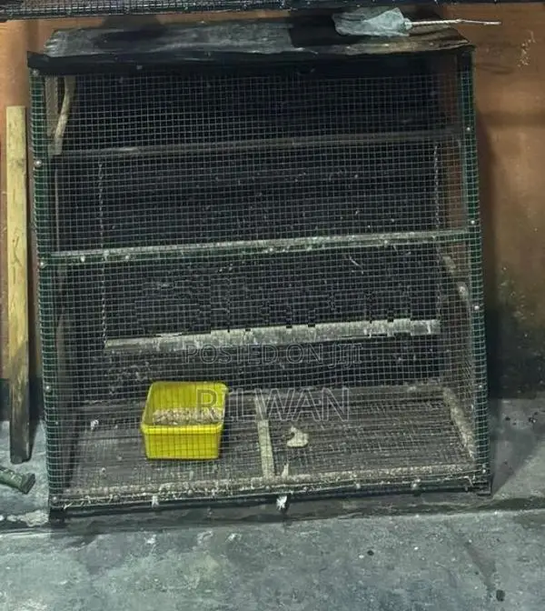 Birds Cage