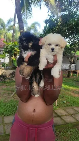 Tibetan terriear puppies