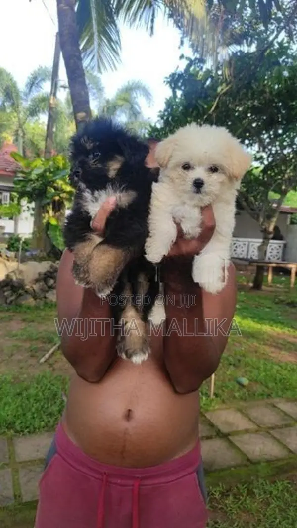 Tibetan terriear puppies