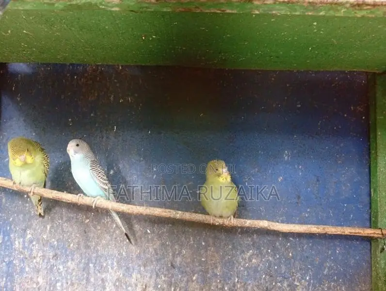 Love Birds