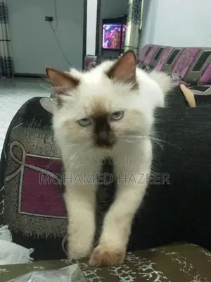 persian