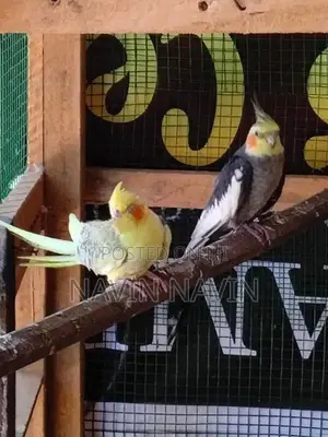 cockatiel bird
