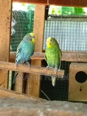 love bird