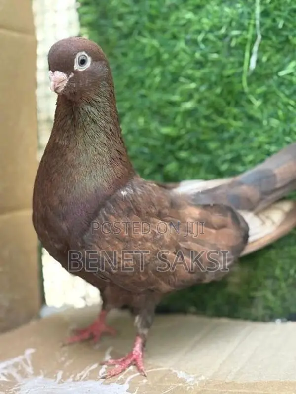 Pigeon