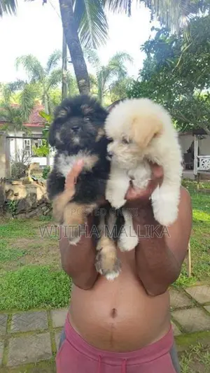 Tibetan terriear puppies