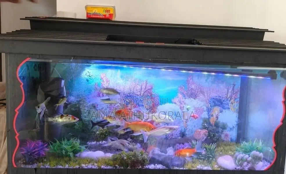 Fish Tank