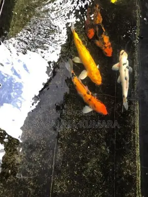 Carp Fish