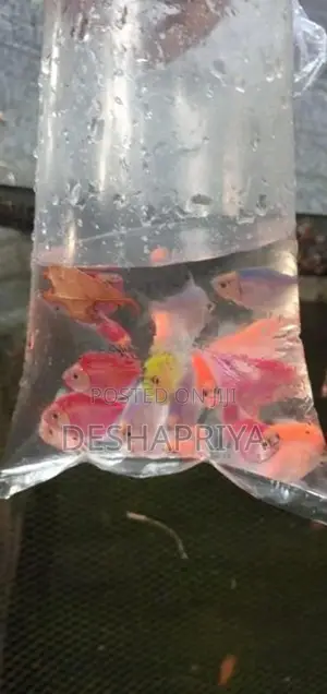 glow tetra fish