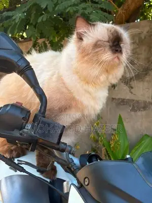 persian