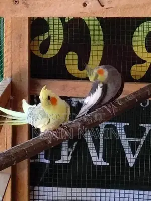 cockatiel bird