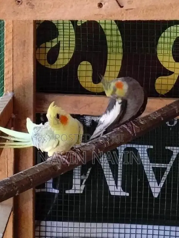 cockatiel bird