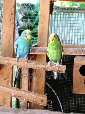 love bird