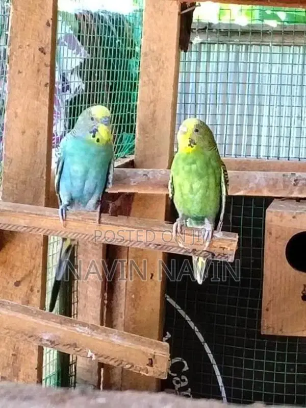 love bird