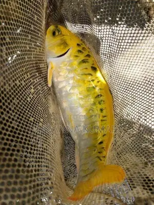 Carp Fish