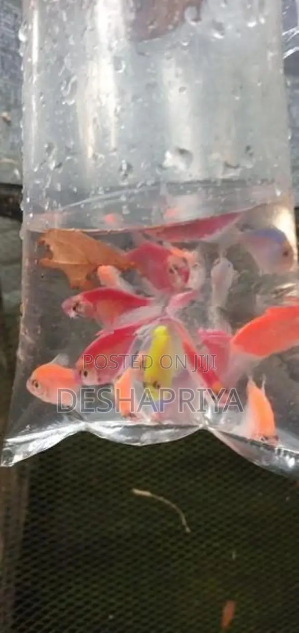 glow tetra fish